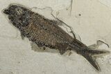 Fossil Fish (Knightia) Plate - Wyoming #203217-2